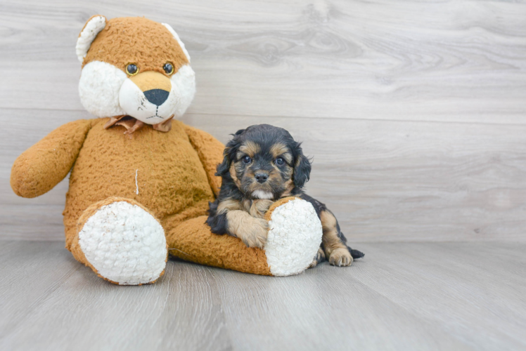 Playful Cavoodle Poodle Mix Puppy