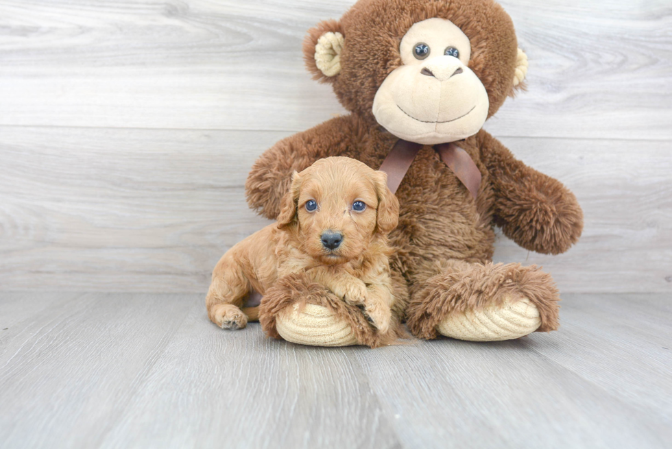 Cavapoo Pup Being Cute