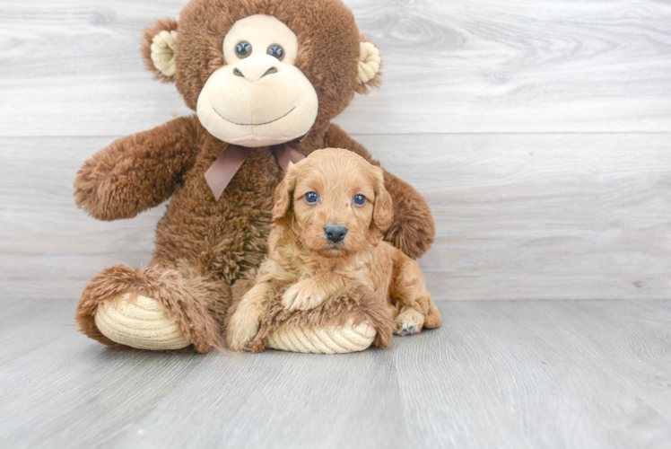 Petite Cavapoo Poodle Mix Pup