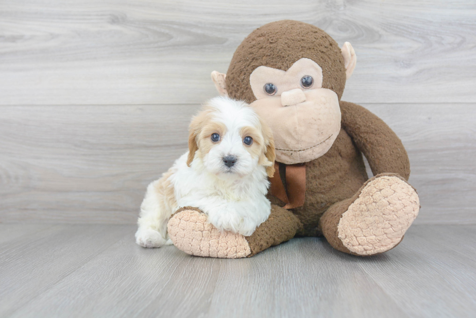 Funny Cavapoo Poodle Mix Pup