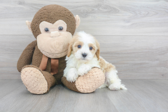 Petite Cavapoo Poodle Mix Pup