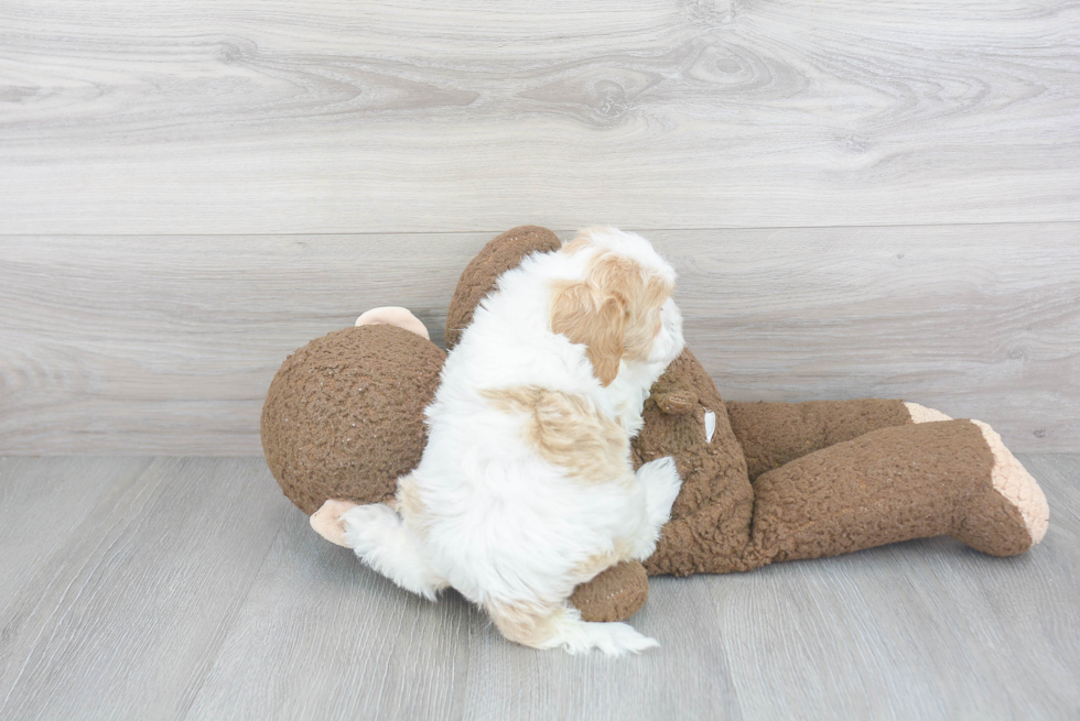 Cavapoo Pup Being Cute