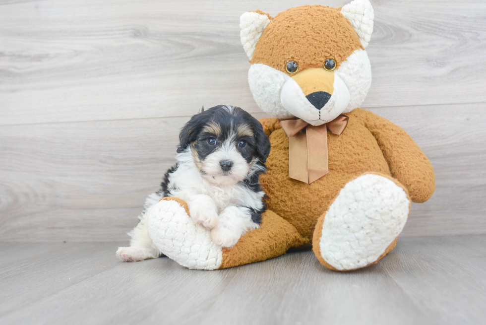 Best Cavapoo Baby