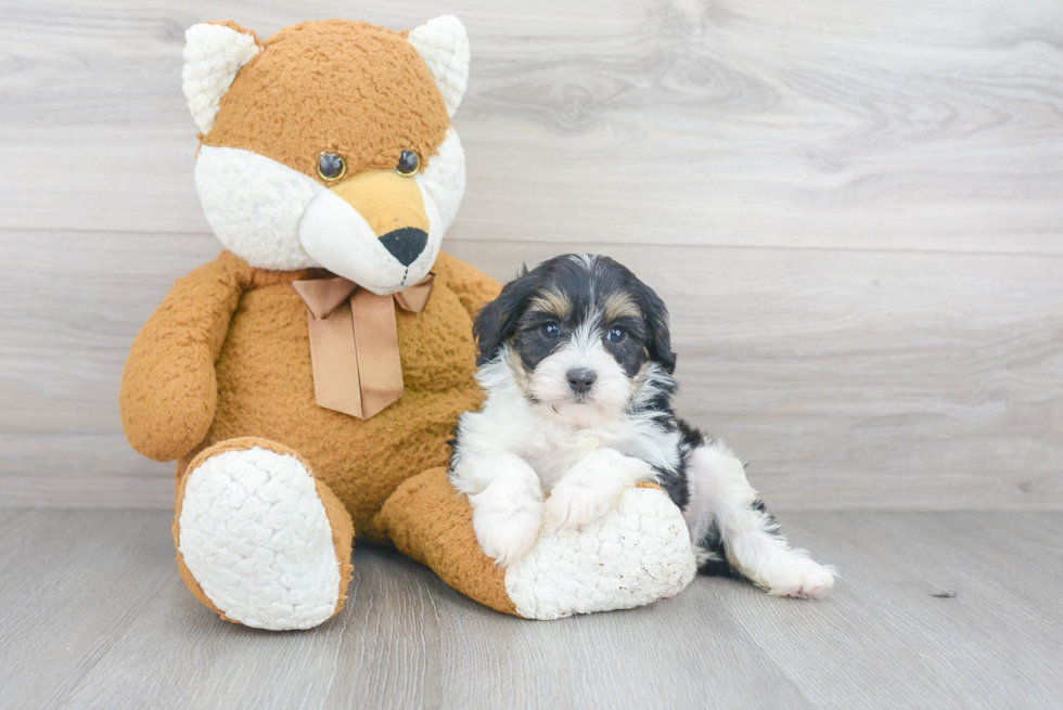 Popular Cavapoo Poodle Mix Pup