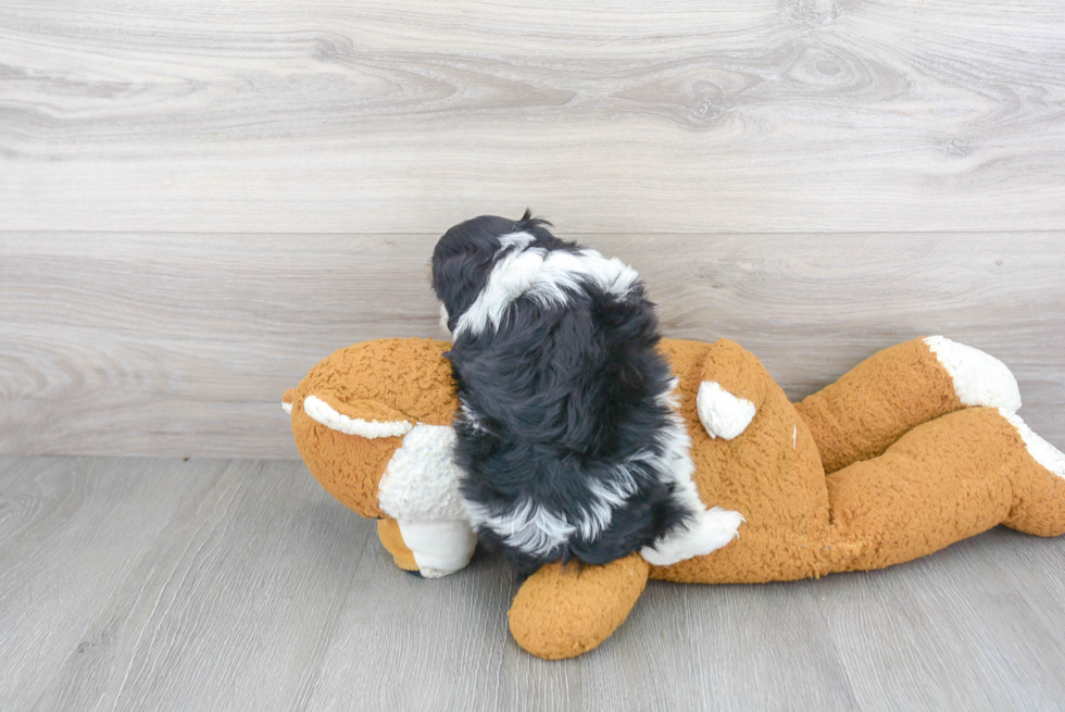 Fluffy Cavapoo Poodle Mix Pup