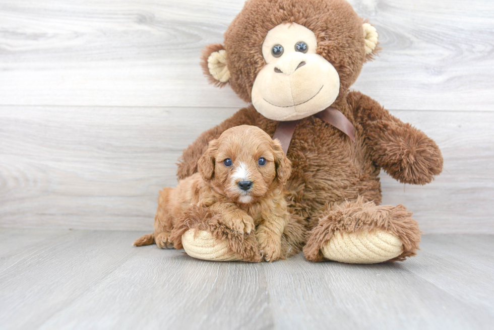 Best Cavapoo Baby