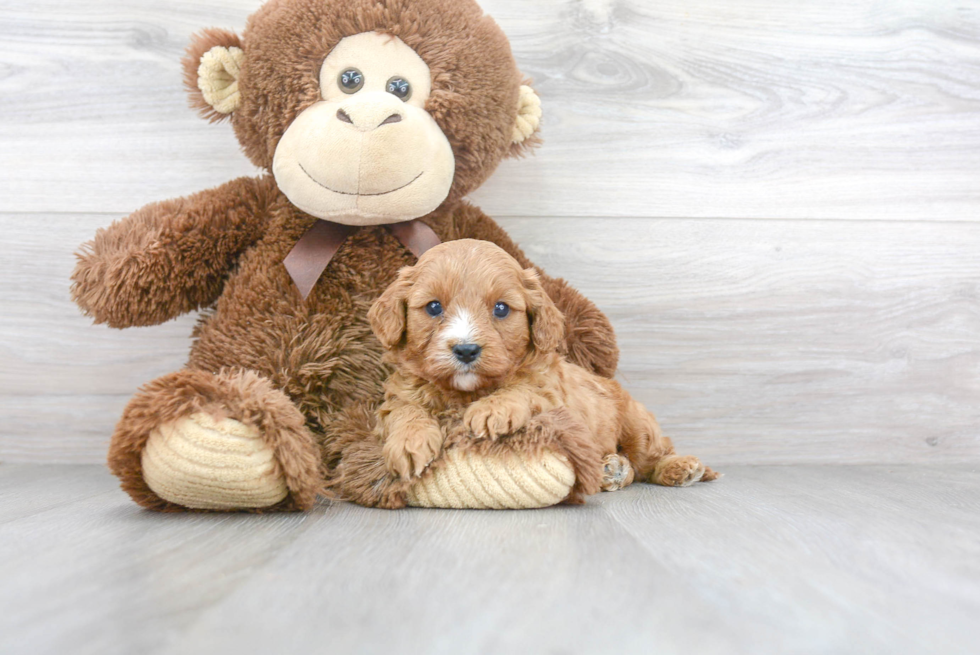 Adorable Cavoodle Poodle Mix Puppy