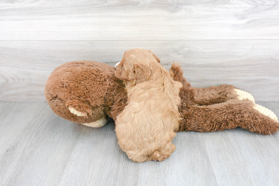 Little Cavoodle Poodle Mix Puppy