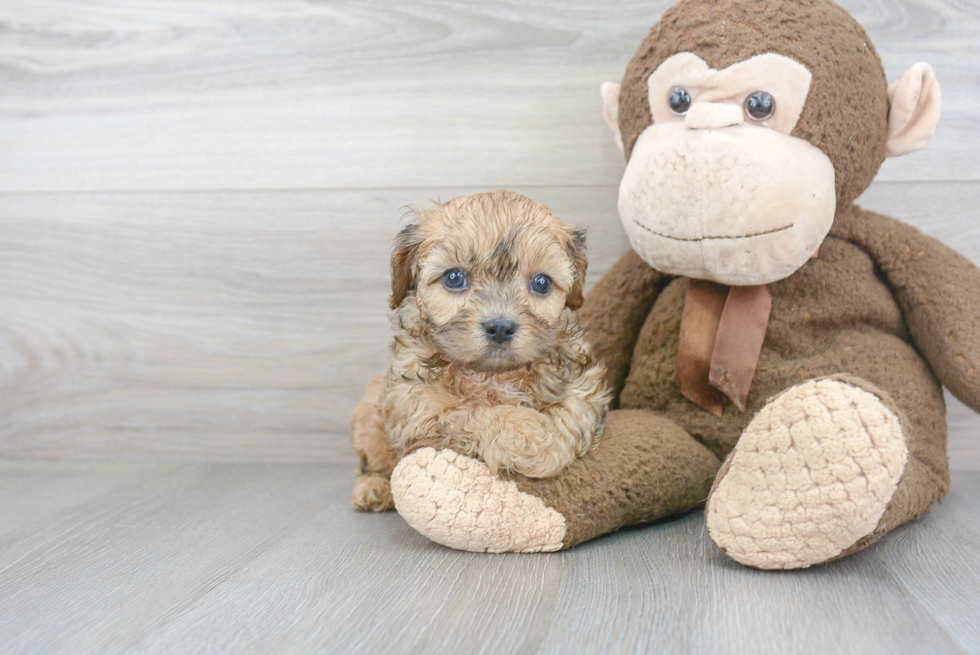 Cavapoo Pup Being Cute