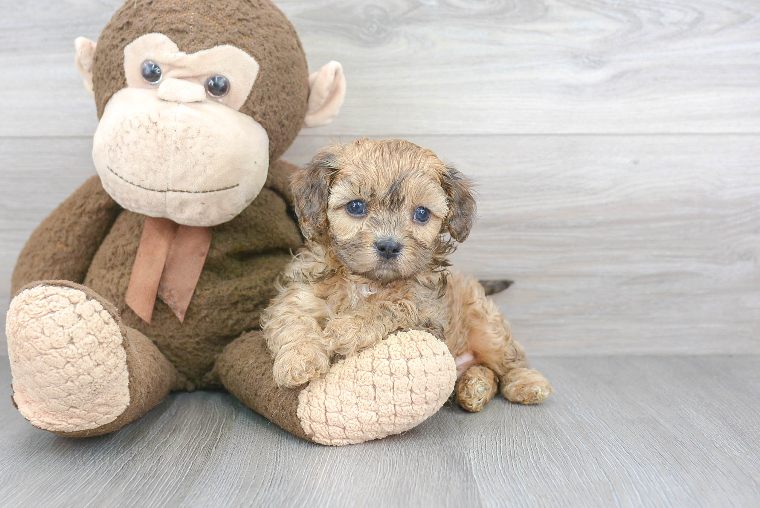 Best Cavapoo Baby