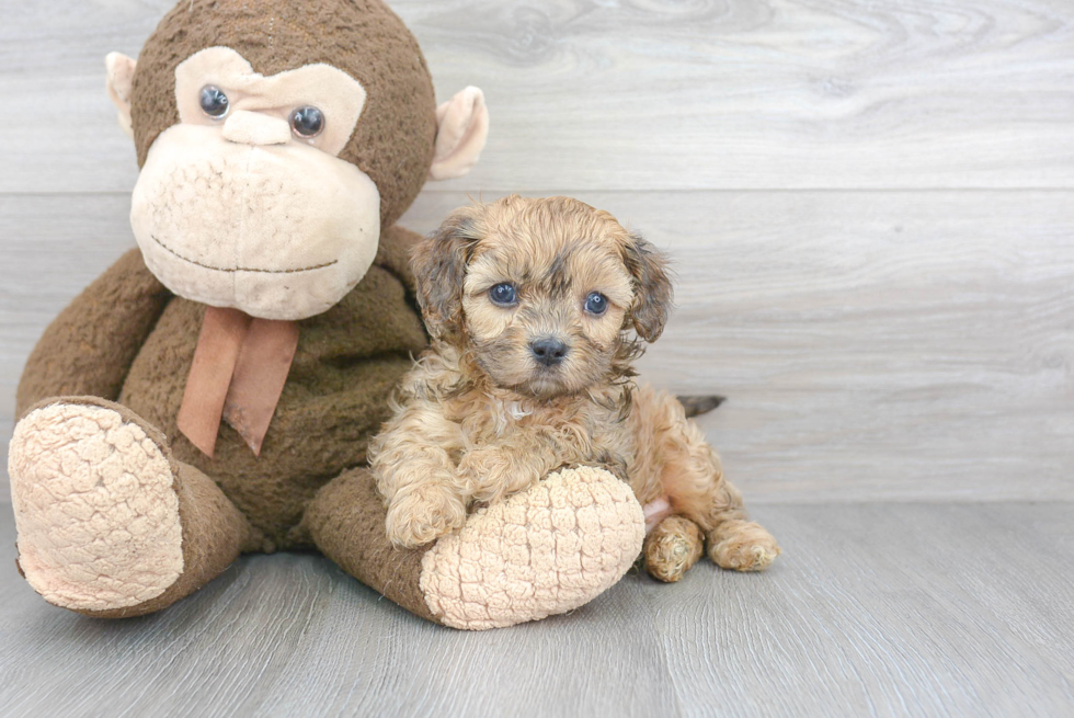 Best Cavapoo Baby