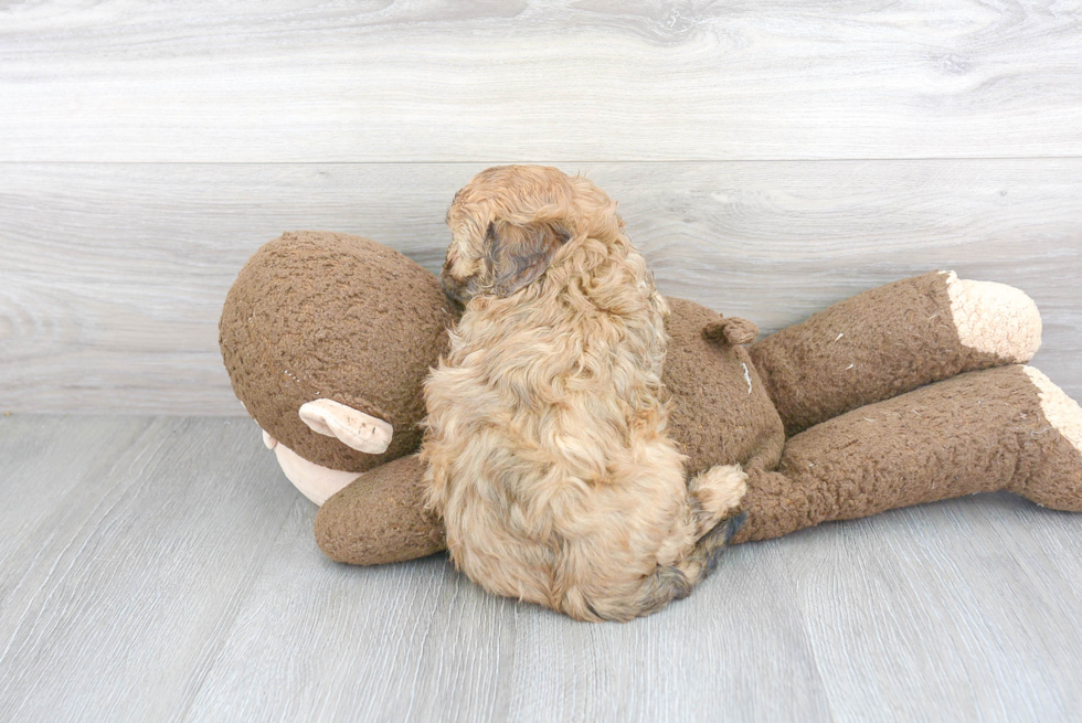 Cavapoo Pup Being Cute