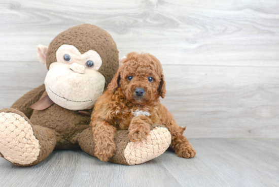 Cavapoo Puppy for Adoption