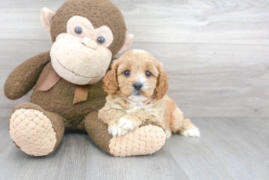 Cavapoo Puppy for Adoption