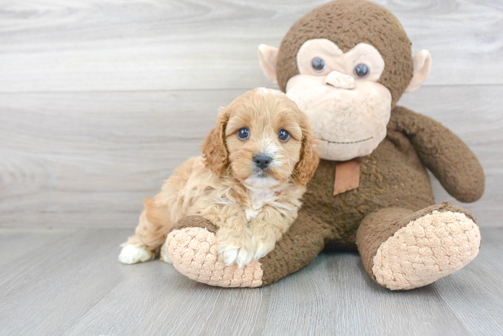 Playful Cavoodle Poodle Mix Puppy