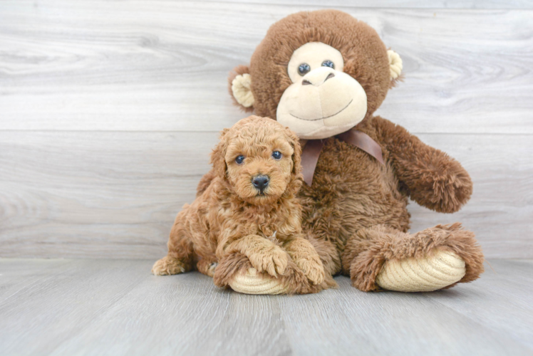 Cavapoo Pup Being Cute