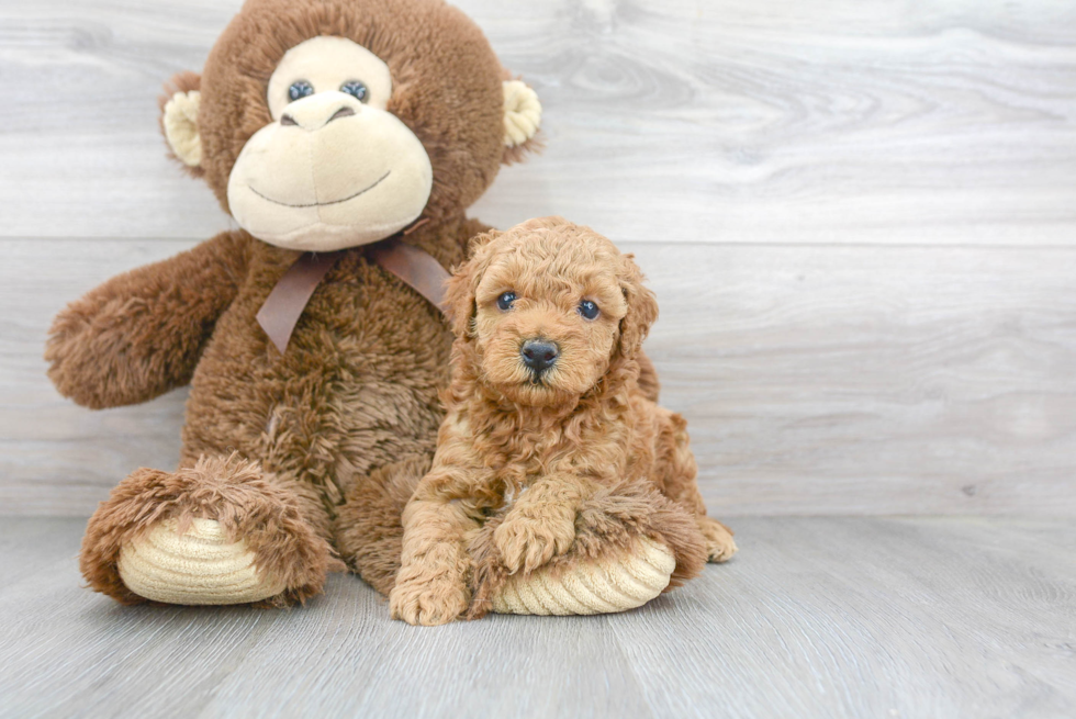 Best Cavapoo Baby