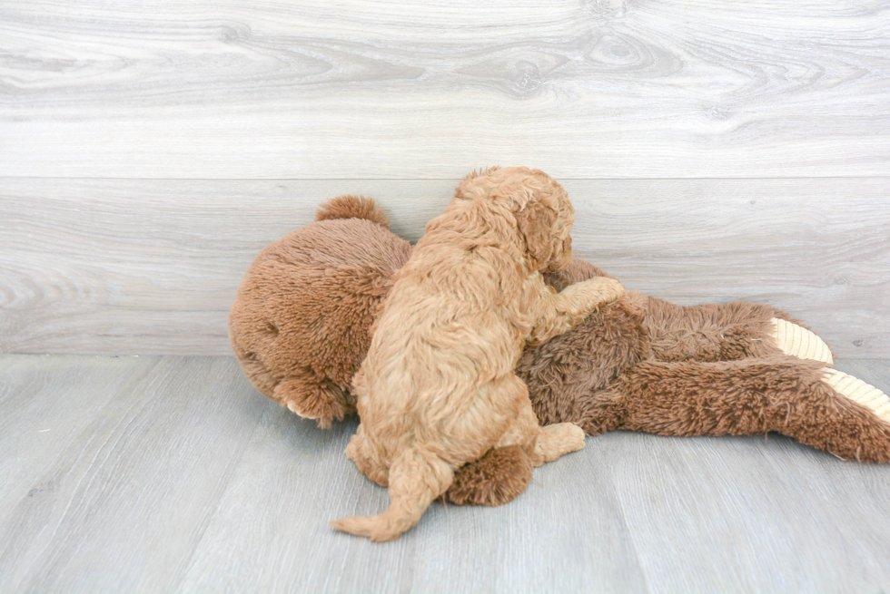 Happy Cavapoo Baby