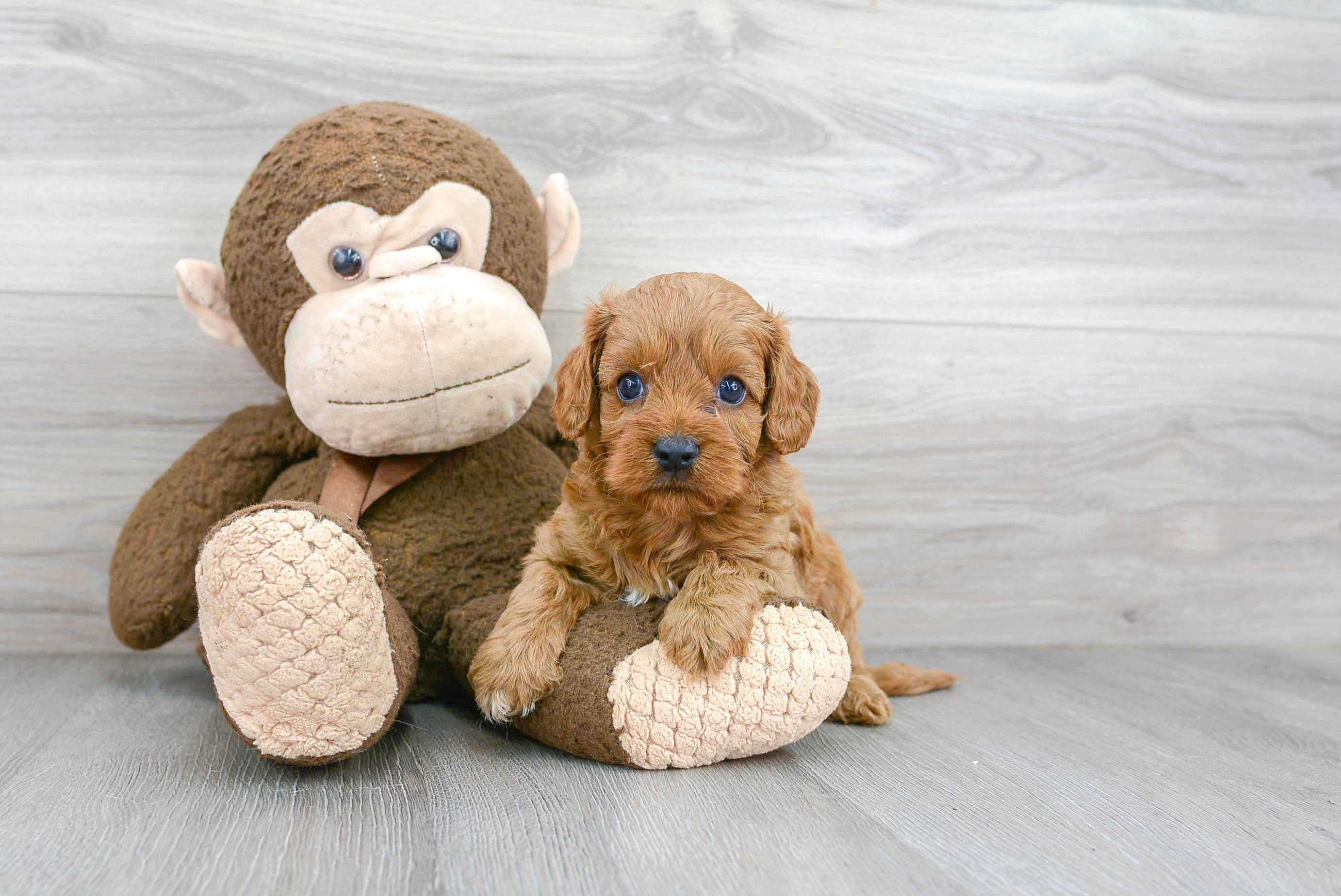 Cavapoo Puppy for Adoption