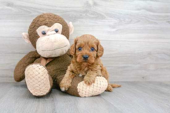 Cavapoo Puppy for Adoption