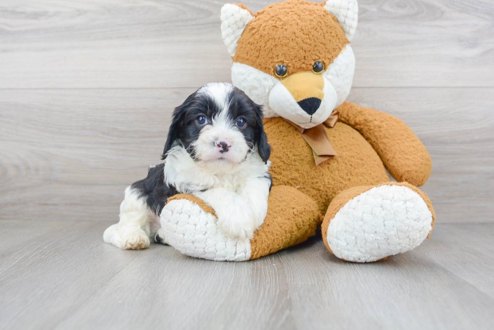 Energetic Cavoodle Poodle Mix Puppy