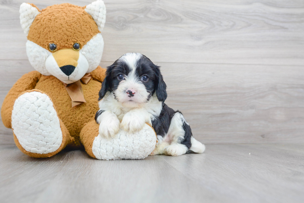 Cavapoo Puppy for Adoption