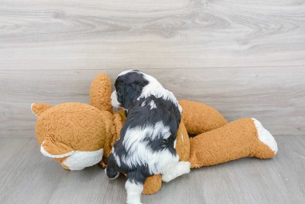 Playful Cavoodle Poodle Mix Puppy