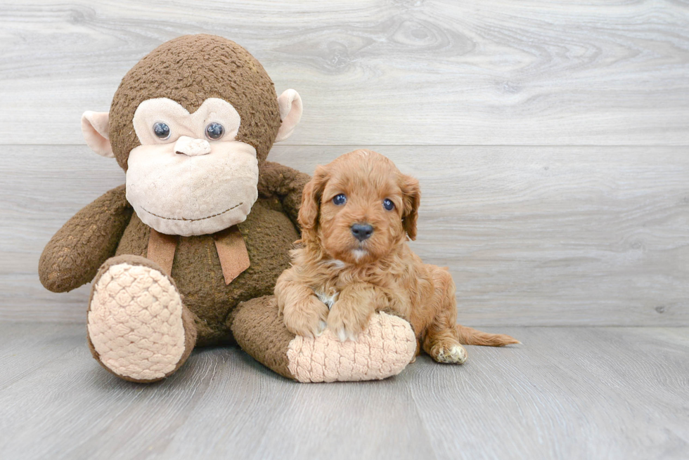 Playful Cavoodle Poodle Mix Puppy