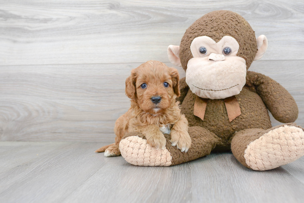 Cavapoo Puppy for Adoption