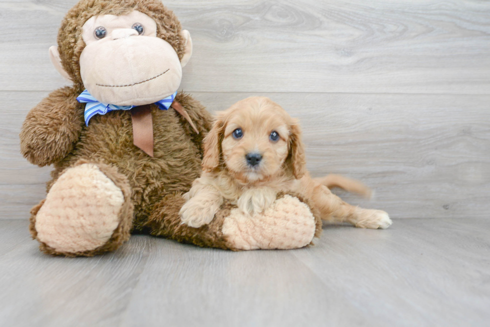 Best Cavapoo Baby