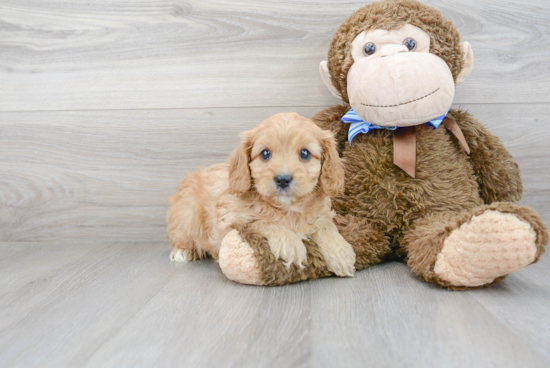 Best Cavapoo Baby