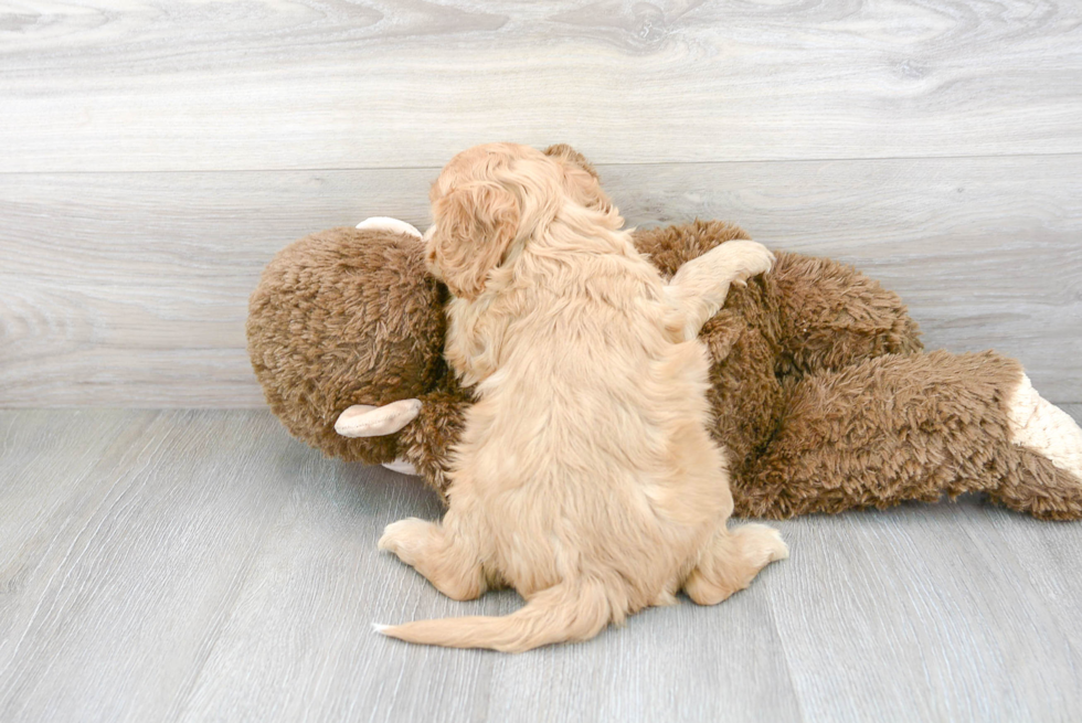 Best Cavapoo Baby