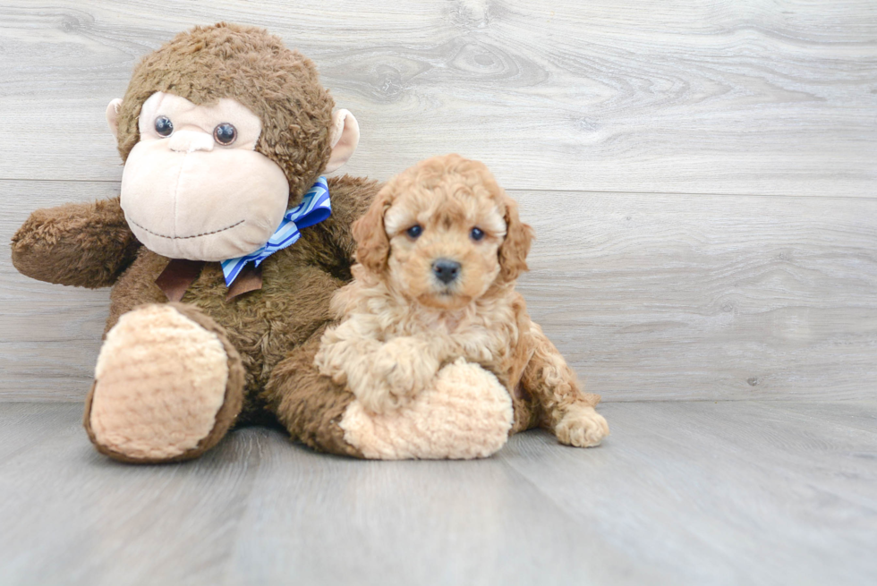 Fluffy Cavapoo Poodle Mix Pup