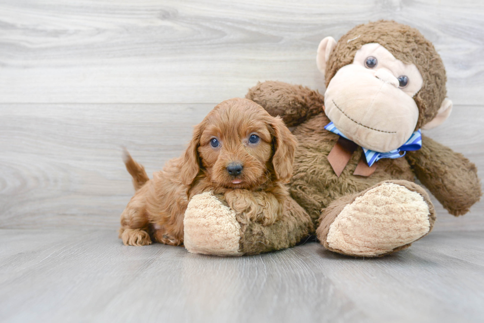 Playful Cavoodle Poodle Mix Puppy