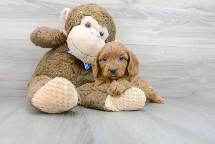 Best Cavapoo Baby