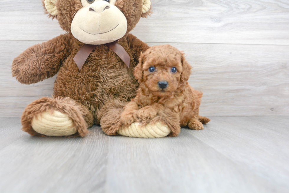 Cavapoo Pup Being Cute