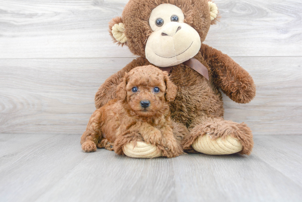 Hypoallergenic Cavoodle Poodle Mix Puppy