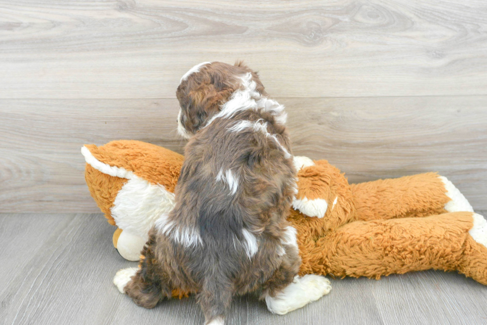 Best Cavapoo Baby