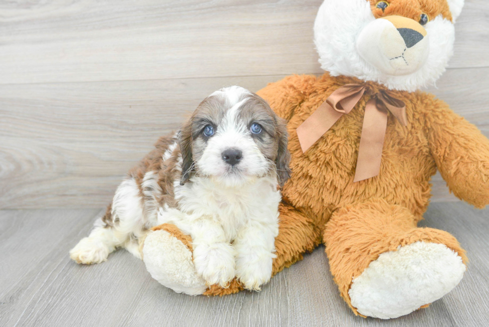 Cavapoo Puppy for Adoption