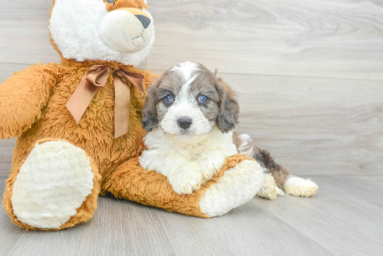 Best Cavapoo Baby