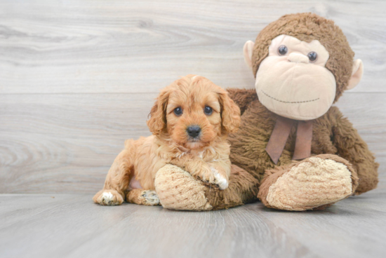 Cavapoo Pup Being Cute