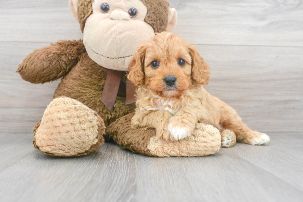 Hypoallergenic Cavoodle Poodle Mix Puppy