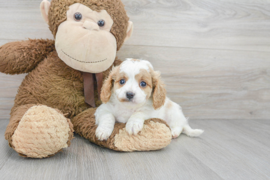 Best Cavapoo Baby