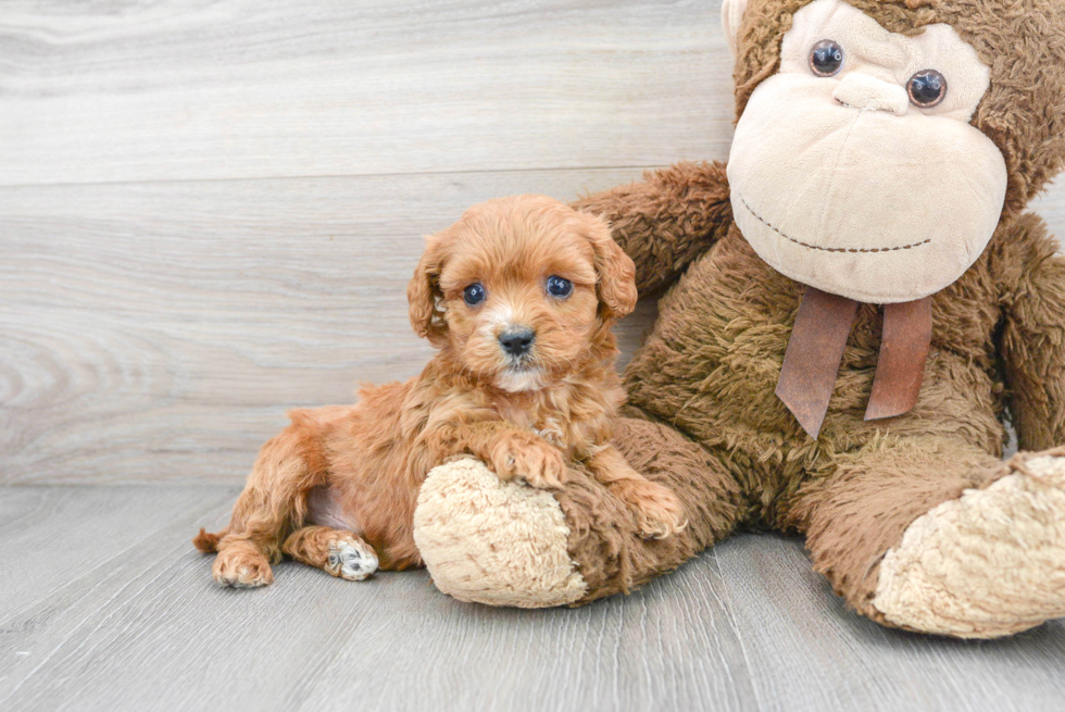 Cavapoo Pup Being Cute