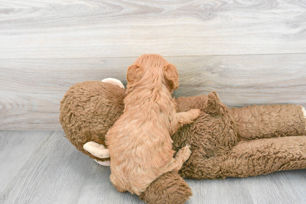 Cavapoo Pup Being Cute