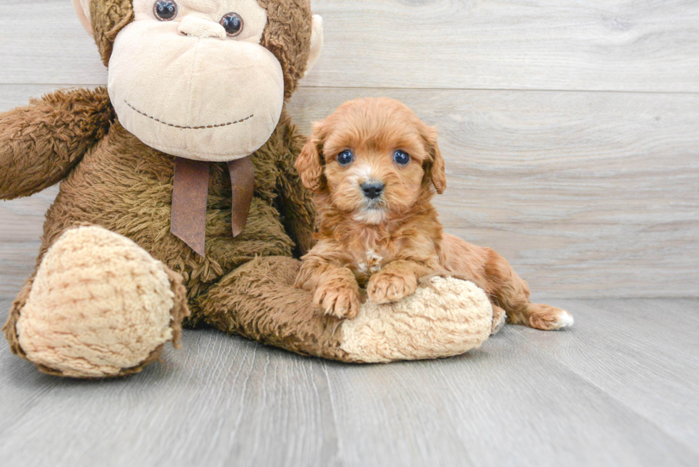 Little Cavoodle Poodle Mix Puppy
