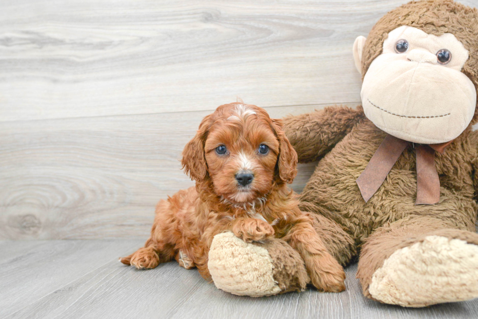 Best Cavapoo Baby