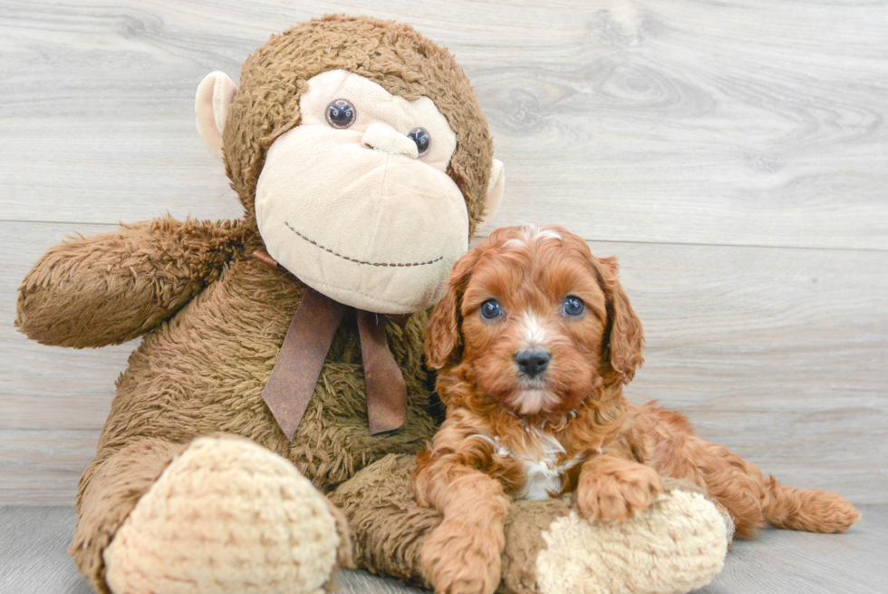 Friendly Cavapoo Baby