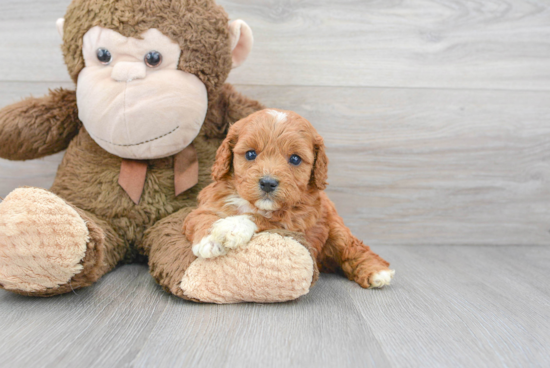 Best Cavapoo Baby