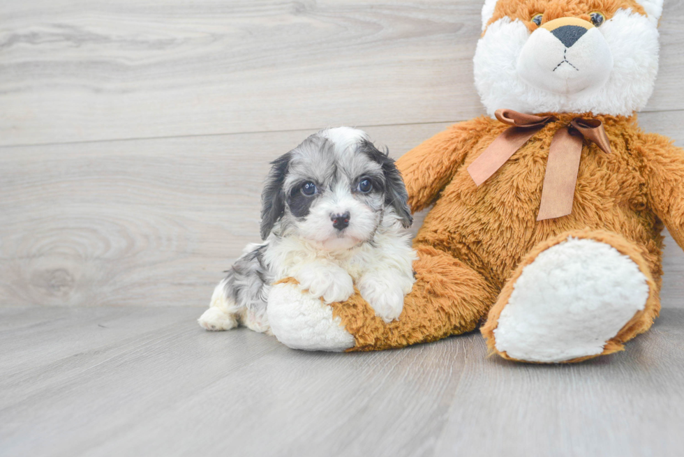 Petite Cavapoo Poodle Mix Pup